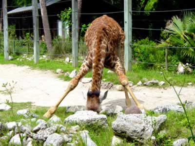 original baby giraffe pic!